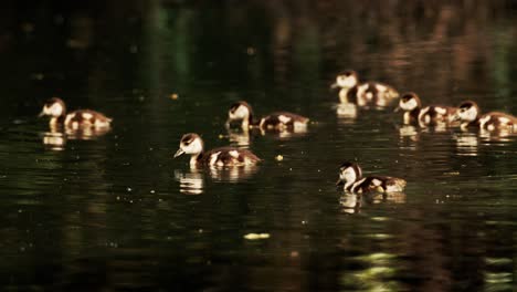 baby egyptian geese swimming in a pond