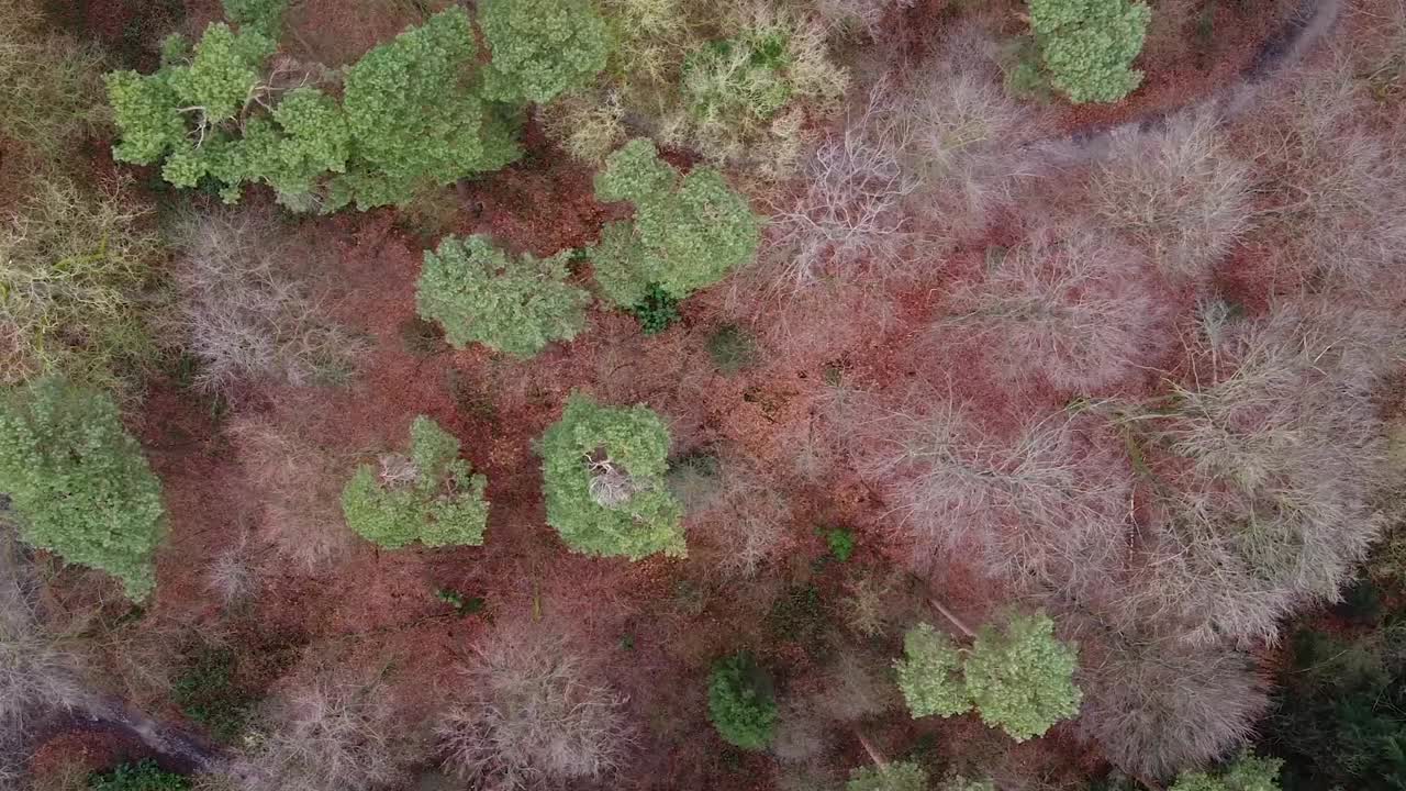 toma de un bosque desde arriba en otoño