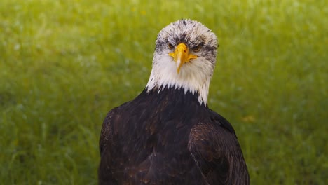 Video-of-the-American-bald-eagle,-slow-motion,-close-up