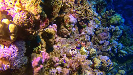 una lata de aluminio cubierta de coral