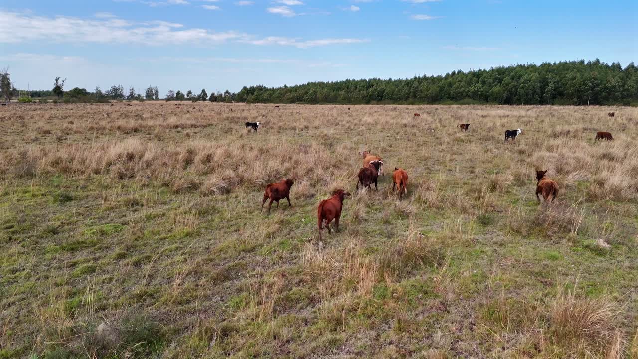 Vista a volo d'uccello di un gruppo di mucche marroni che corrono sul pascolo, fermandosi e guardando il drone, con spazio per il testo