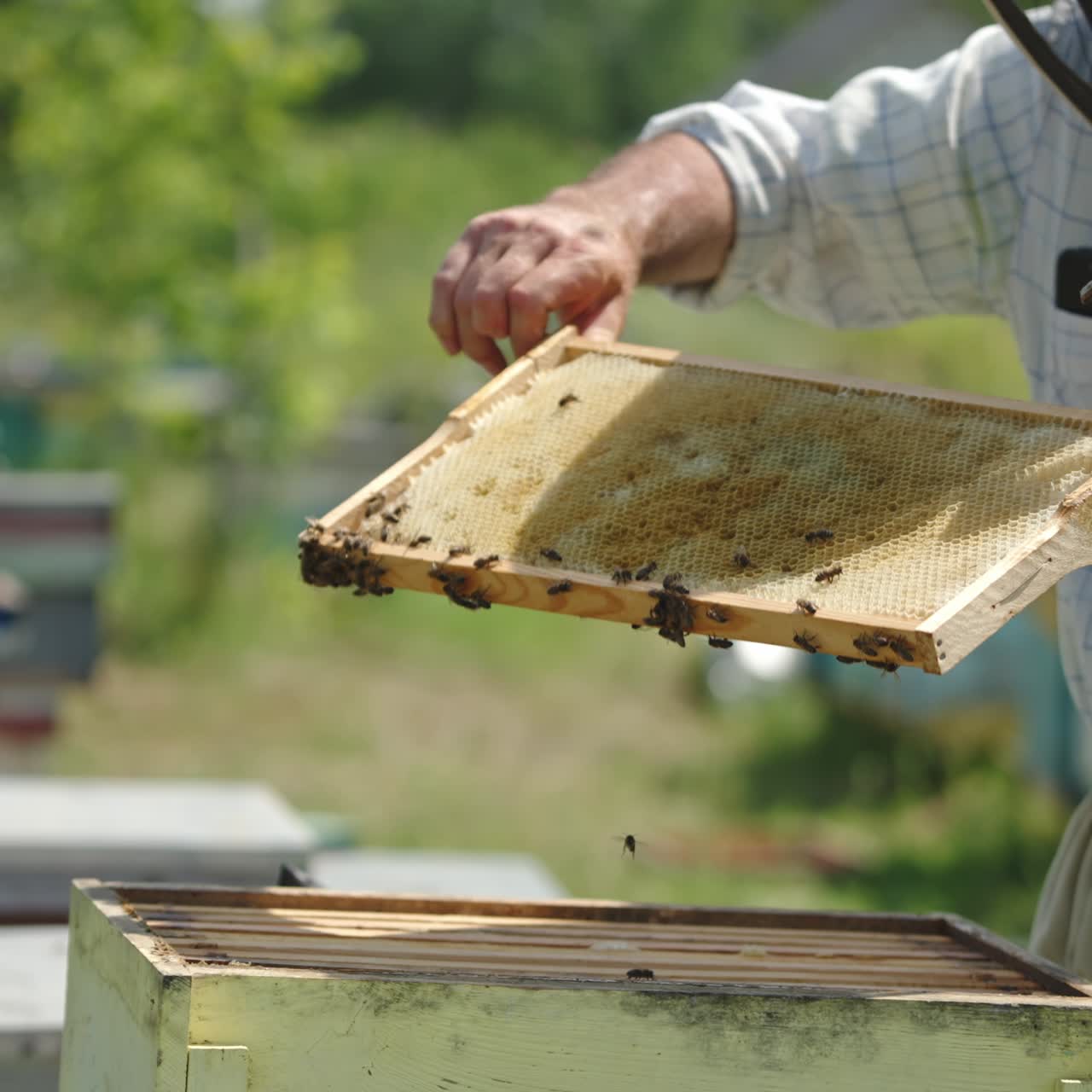 Un apicoltore separa i telai tra loro in un alveare. Un apicoltore utilizza uno strumento di metallo nel suo lavoro. Concetto di cibo biologico