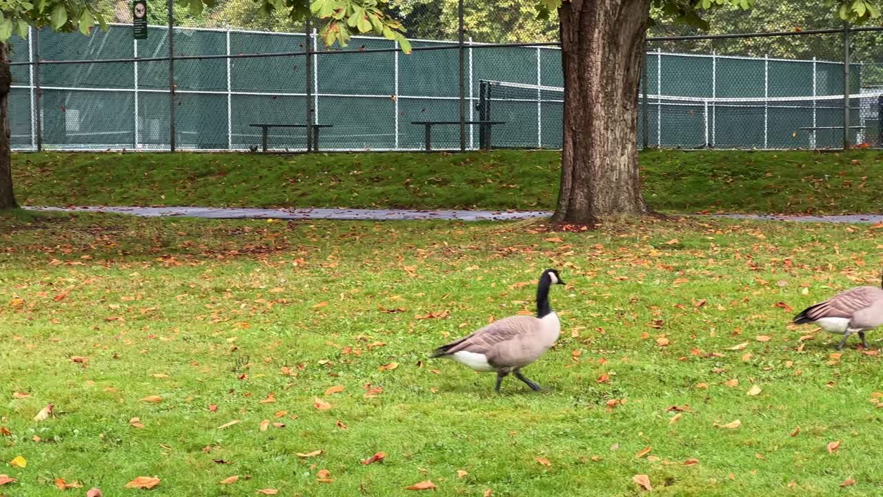 Handheld wide panning shot of a gaggle of Canadian Geese at Stanley Park during autumn in Vancouver, British Columbia, Canada. 4K