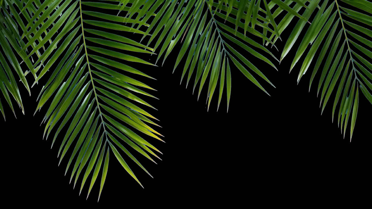 Tropical palm leaves animated overlay, transparent 4K video, alpha channel, ProRes 4444