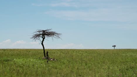 Group-of-Cheetahs-using-acacia-tree-for-shade,-cooling-off-from-bright-Masai-Mara-sun-African-Wildlife-in-Maasai-Mara-National-Reserve,-Kenya,-Africa-Safari-Animals