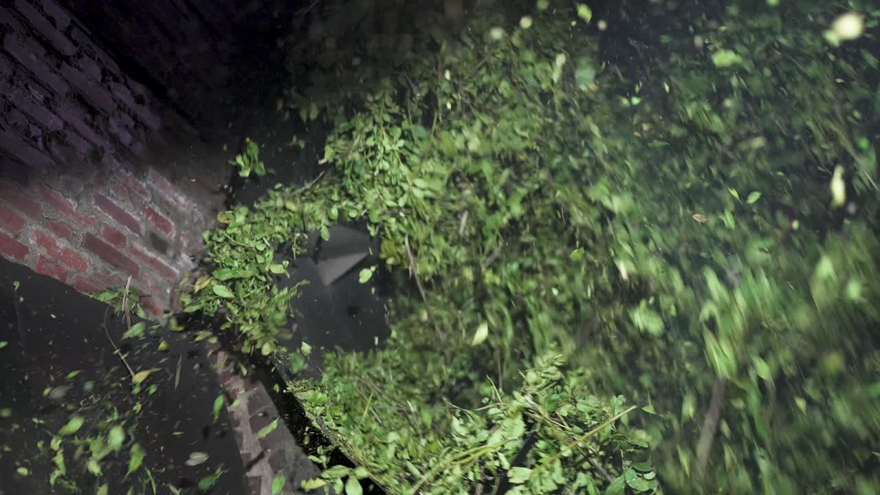 Fresh green yerba mate leaves rotating and drying in a large industrial processing machine in Misiones Argentina