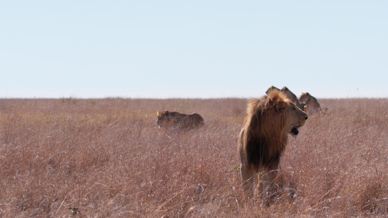 Extreme wide shot of a male of lion surveying the savannah