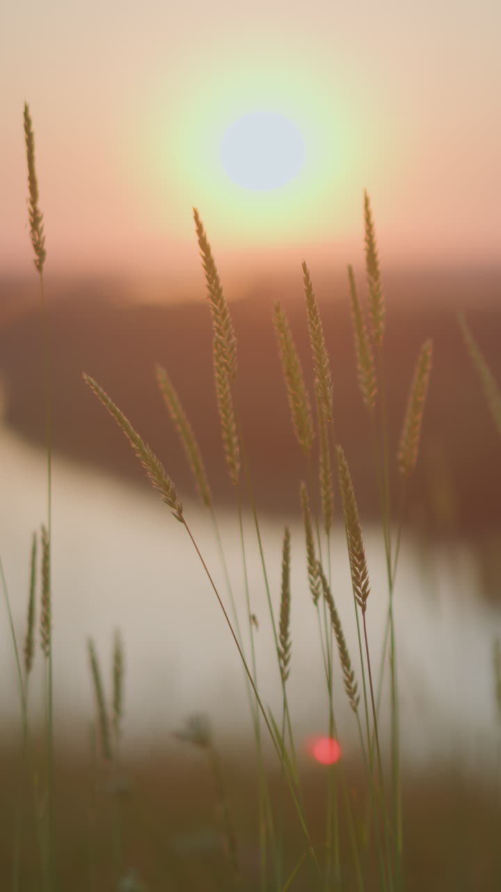 A tranquil scene of tall grasses swaying gently beside a lake during sunset, with the warm golden light reflecting off the water and casting a peaceful ambiance over the landscape