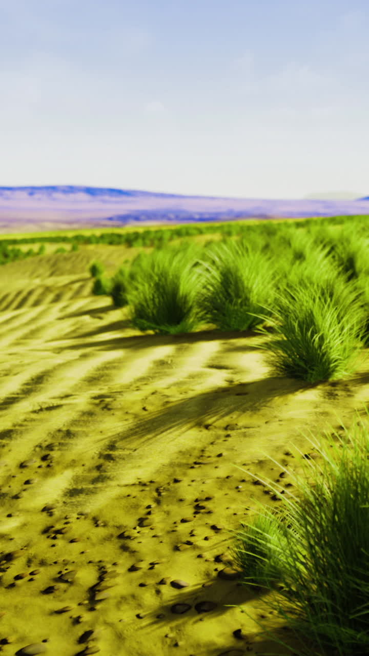 Vibrant grasslands thrive in arid desert landscape under a bright sky