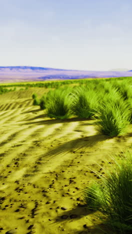 vibrant grasslands thrive in arid desert landscape under a bright sky