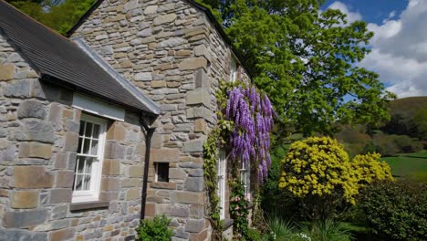 beautiful wisteria climbs the wall of a traditional stone cottage, creating a picturesque scene in a peaceful countryside setting, surrounded by lush greenery and blooming flowers