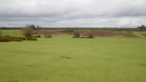 extra wide panning shot of horseshoe bottom and longslade heath in the new forest