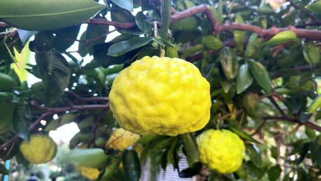 kaffir lime fruit on a tree