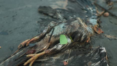 extreme close up shot of a dead bird carcass after an accident with view of the broken wings and crushed head