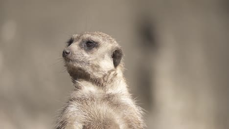 Cerca-De-Un-Centinela-Permanente-Suricate-Buscando-Peligro-En-Su-Hábitat-Natural