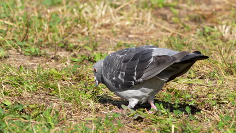 pigeon foraging on grass, close-up in sunlight, showcasing its grey plumage and orange eye