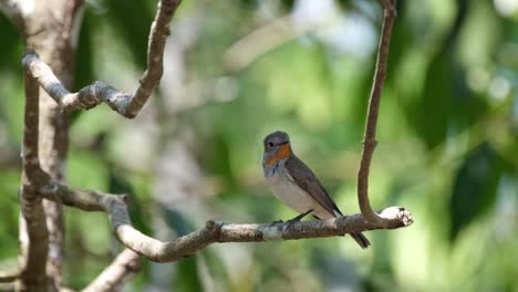 wagging its tail up and down as it chirps while looking around during a windy day, red-throated flycatcher, ficedula albicilla, thailand