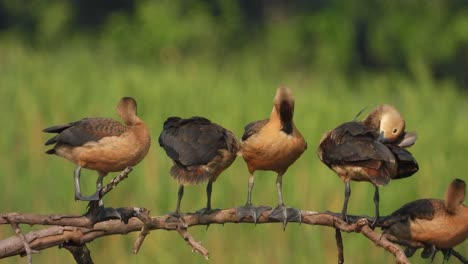 pollitos de pato silbando en el estanque