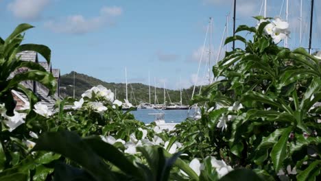 Yates-De-Vela-Vistos-A-Través-Del-Follaje-De-Un-árbol-Frangipani-En-El-Astillero-De-Nelson-En-Antigua-Y-Barbuda