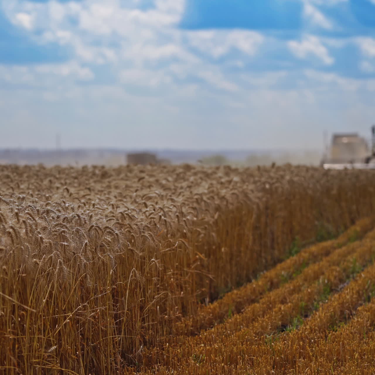Summer wheat harvesting. Working rye harvester combine machines on gold wheat fields. Rye corn harvesters on gold wheat fields. Agricultural landscape ripe wheat harvesting