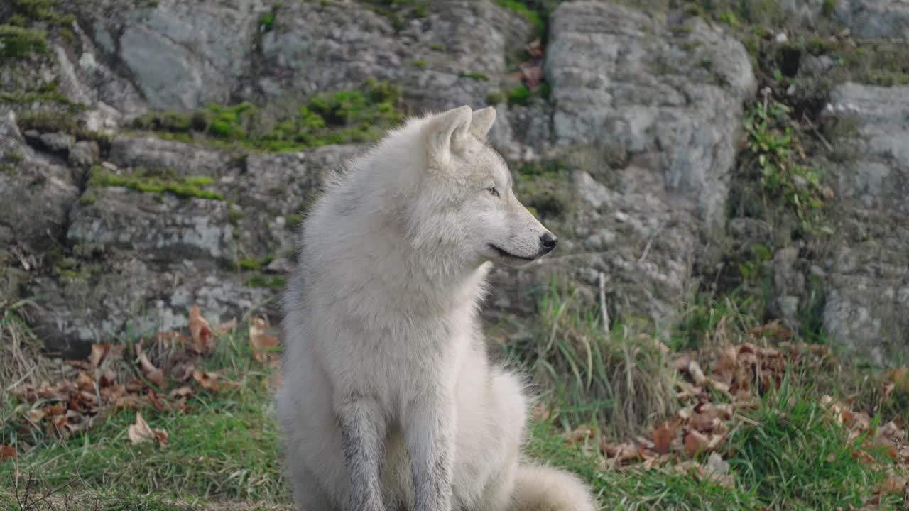 lobo ártico sentado y mirando a la derecha en el parque safari de parc omega en notre-dame-de-bonsecours, quebec, canadá