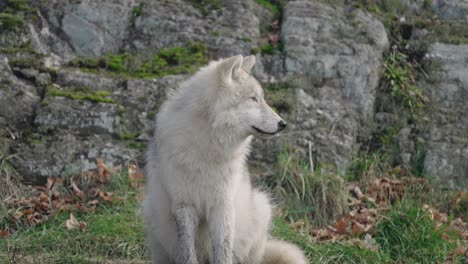 arctic wolf sitting and looking to the right in safari park of parc omega in notre-dame-de-bonsecours, quebec, canada