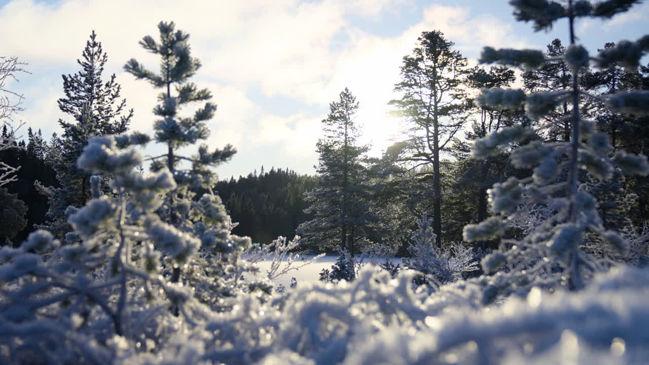 Billede af en åben og ung fyrreskov dækket af rimfrost