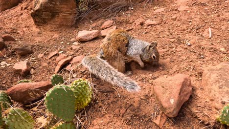 ardilla hurgando en el suelo de roca roja