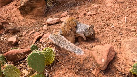 squirrel rummaging around in red rock soil