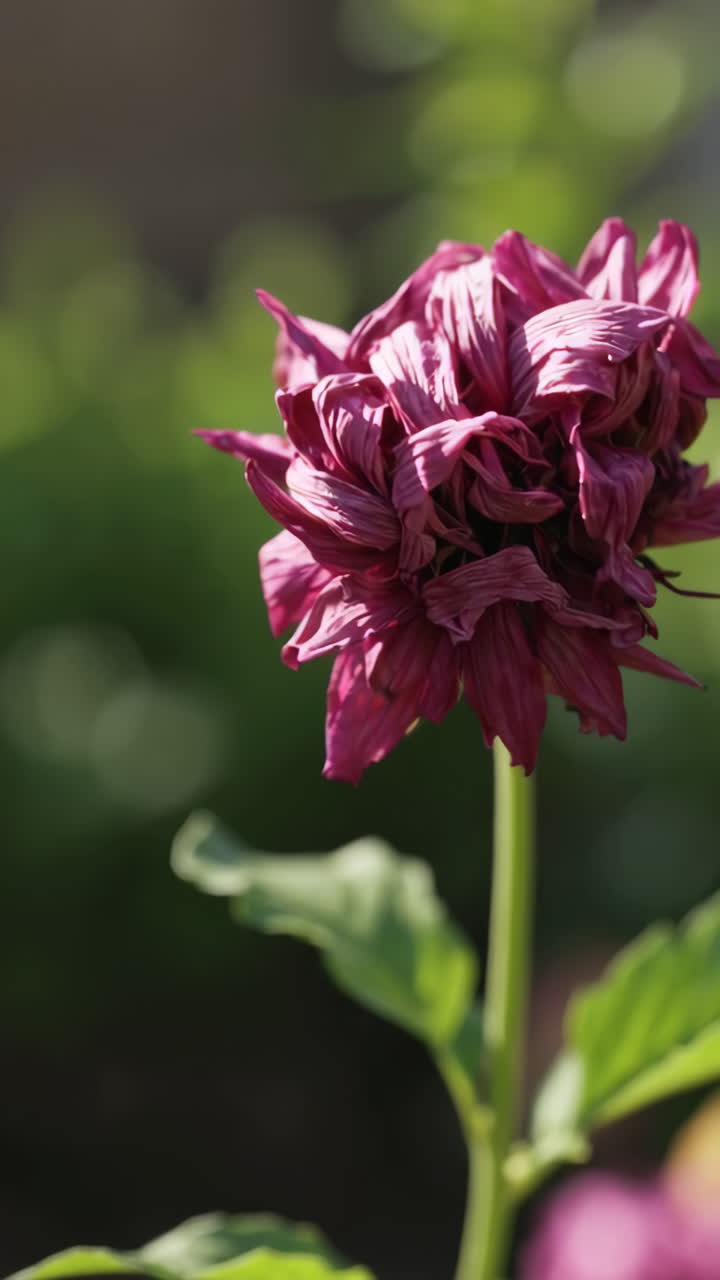 Dahlia Ungu yang Pudar