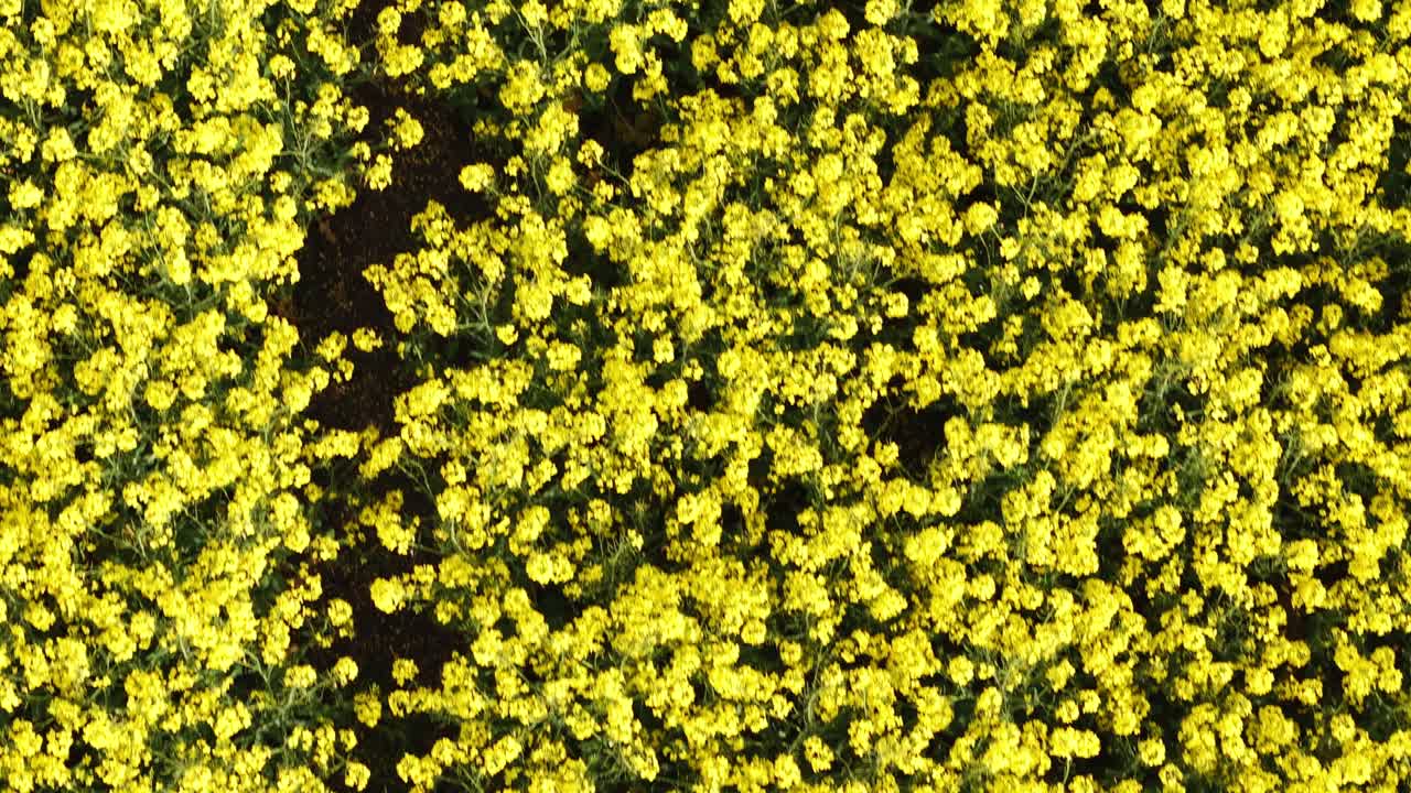 Tight aerial of flowering rapeseed with high crop density