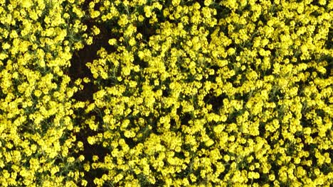 tight aerial of flowering rapeseed with high crop density