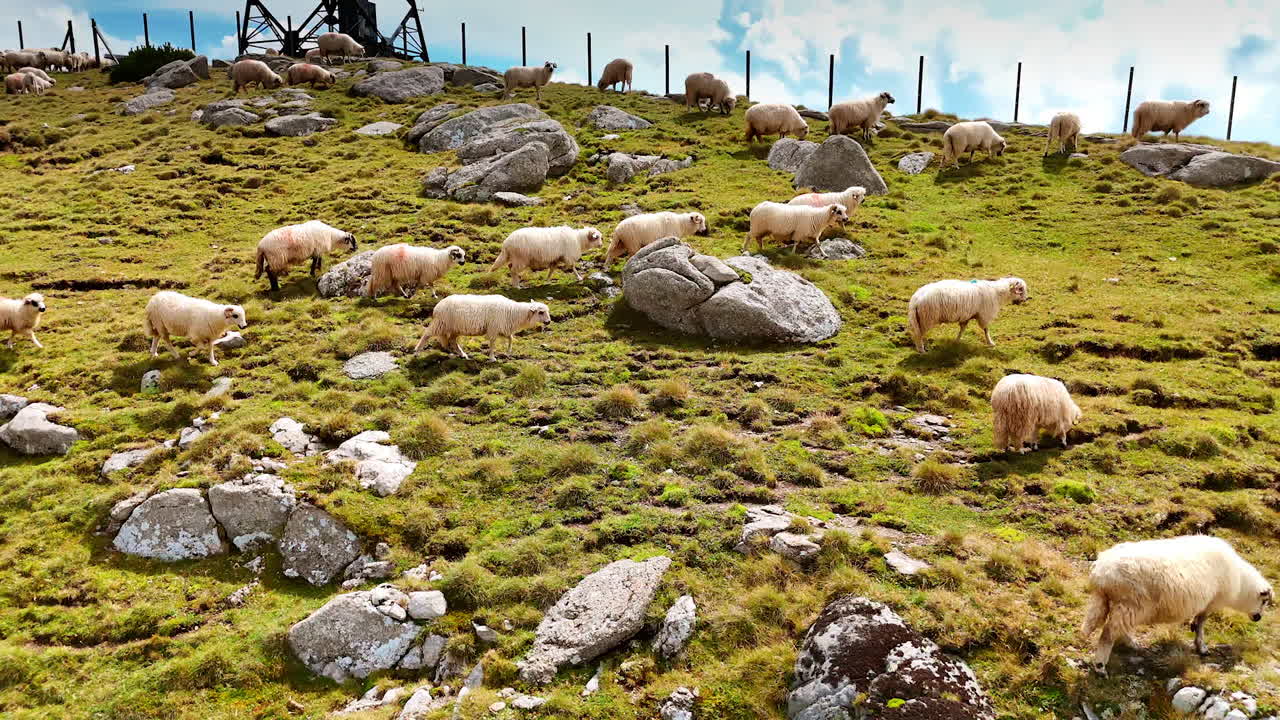 Sheep on green hillside. A flock of sheep moves across a lush green hillside, with rocky terrain under a bright sky