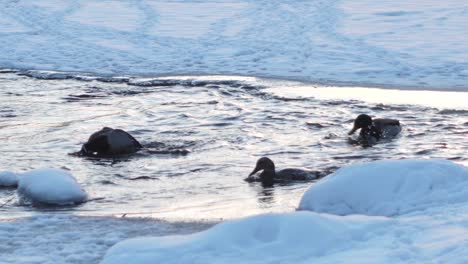 Die-Enten-Badeten-In-Einem-Zugefrorenen-Fluss