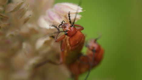 escarabajos soldados rojos comunes apareándose en la hierba