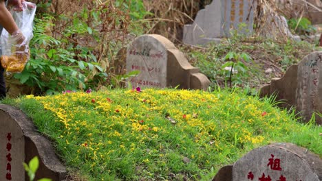 person caring for a grave with yellow flowers
