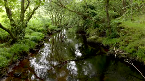 Slow-movement-show-over-a-black-water-river-with-water-reflecting-the-trees-that-cover-it