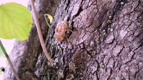 cicada shell on  dogwood tree