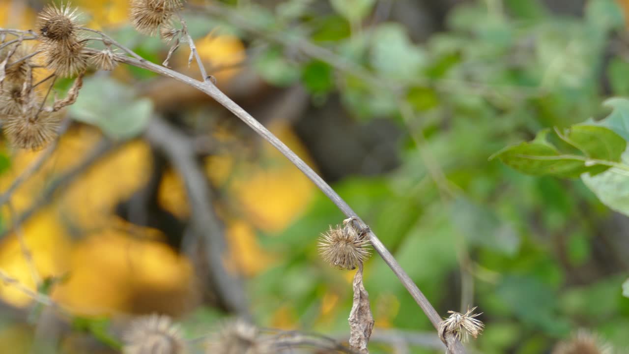 una visión más cercana de un pequeño pájaro saltando de una rama delgada