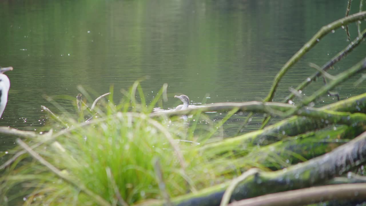 A young Pied Shag swimming through calm water towards an adult sitting on a branch