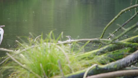 a young pied shag swimming through calm water towards an adult sitting on a branch