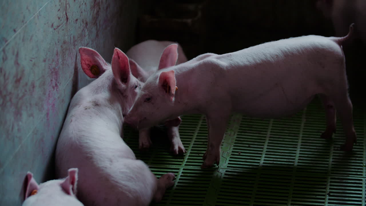 창고에 힌 돼지