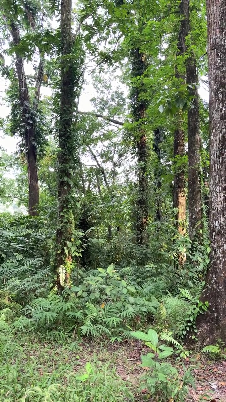 Foresta verde e rigogliosa con alberi fitti e sottobosco vibrante