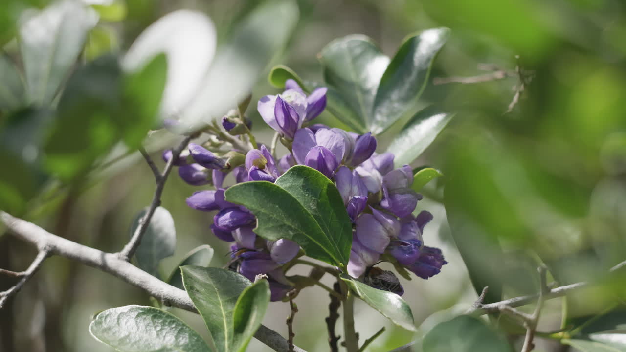Two Honey Bees collecting pollen from a purple flower in a lush environment