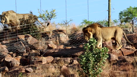 two fierce african male lions separated by game reserve fence fighting