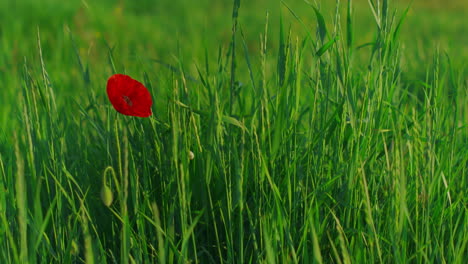 Einzelne-Rote-Mohnblume-Blüht-An-Sommertagen-Im-Grünen-Grasfeld.-Papaver