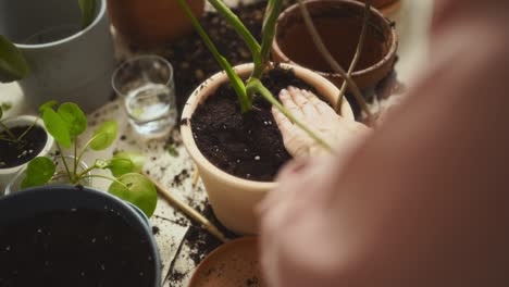 crop female gardener putting soil into pot