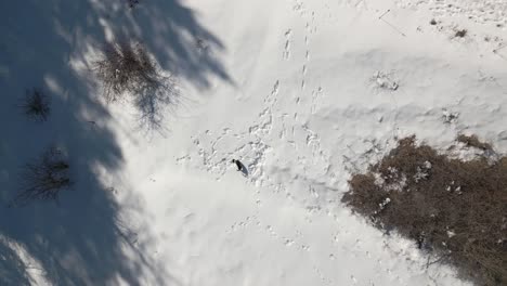 Aerial-Drone-Shot-on-a-Black-Dog-Playing-in-the-White-Snow,-Animal-Looking-for-the-Ball-at-the-Pyrenees-in-Campelles,-Griona,-Catalonia-Spain