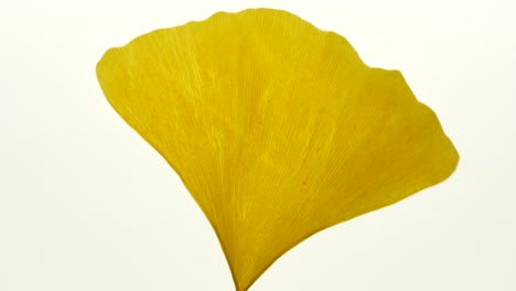 danza de la hoja de ginkgo en un fondo de luz blanca