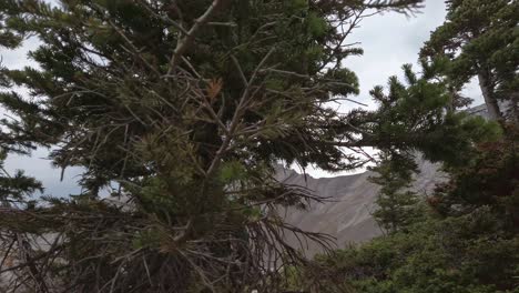 hiker walking up mountain revealed rockies kananaskis alberta canada